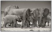 rimmer--c-elephants-near--3.jpg