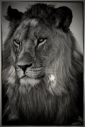 rimmer-c-lion-at-l-219.jpg