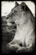 rimmer-c-young-lion.jpg