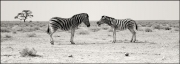 rimmer-c-zebra-con-215.jpg